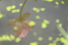 水鏡