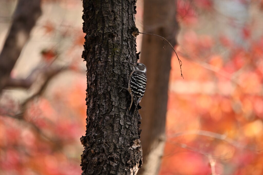 森林の出会いⅠ