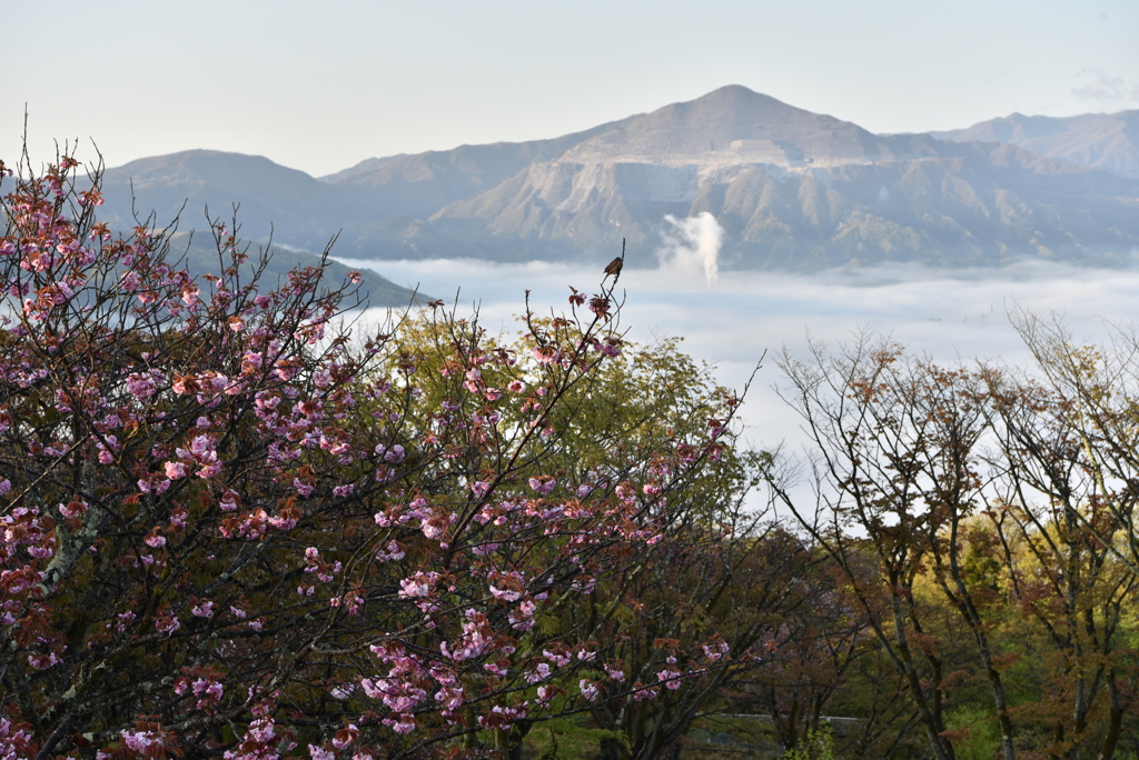 向こうは海？梢からの眺め