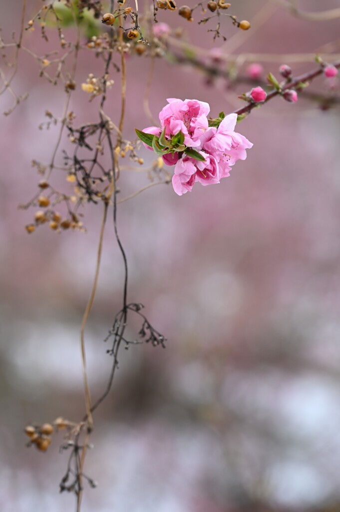 花桃