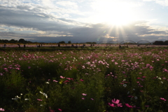 コスモス畑