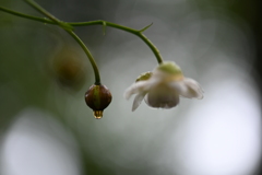蕾と