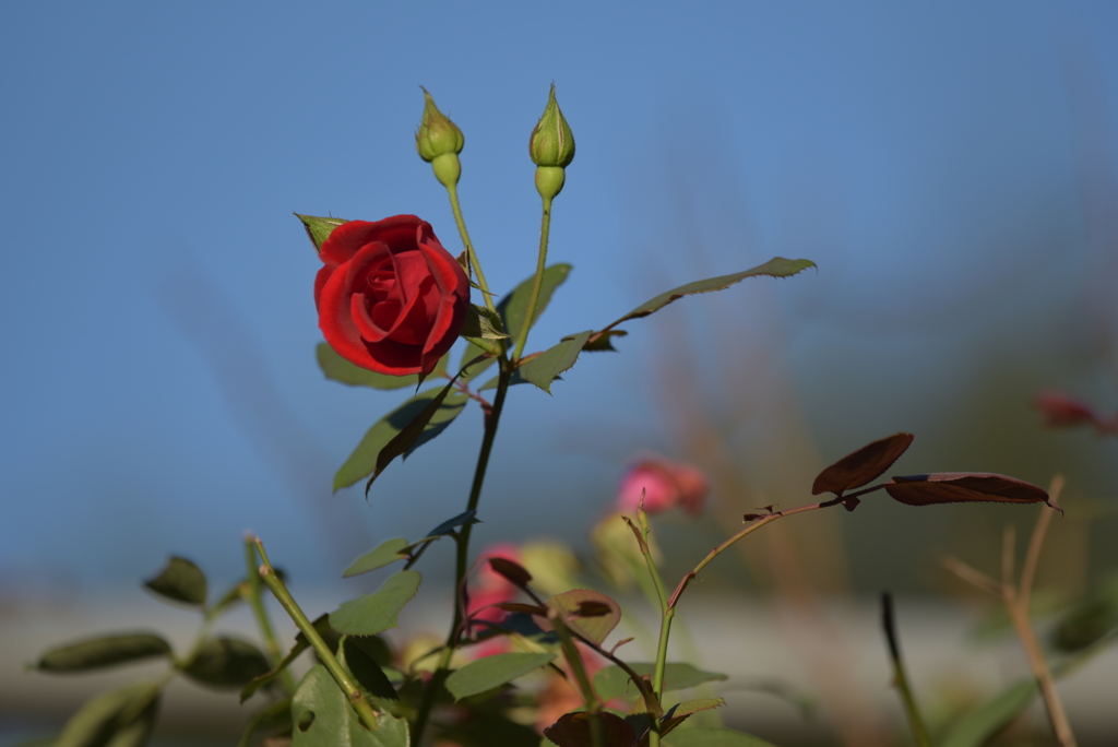 １０月の薔薇Ⅱ