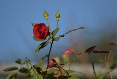 １０月の薔薇Ⅱ