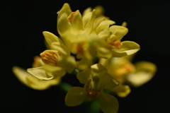 キンランと小さな命