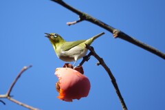 めっちゃうまい