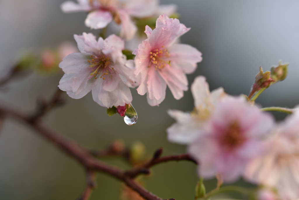 秋の桜