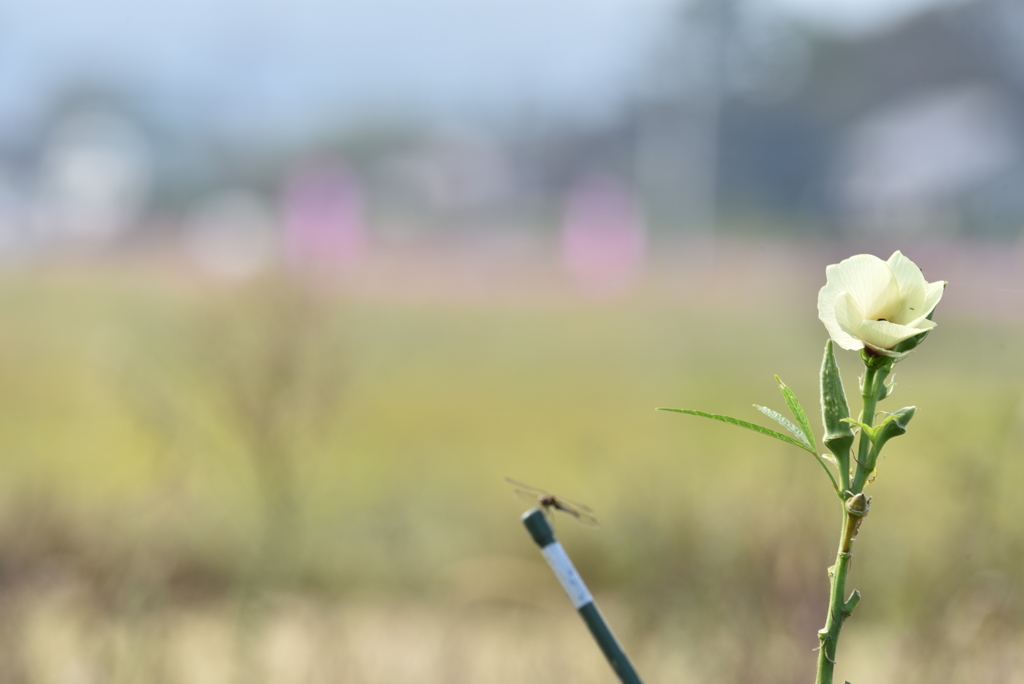 オクラの花
