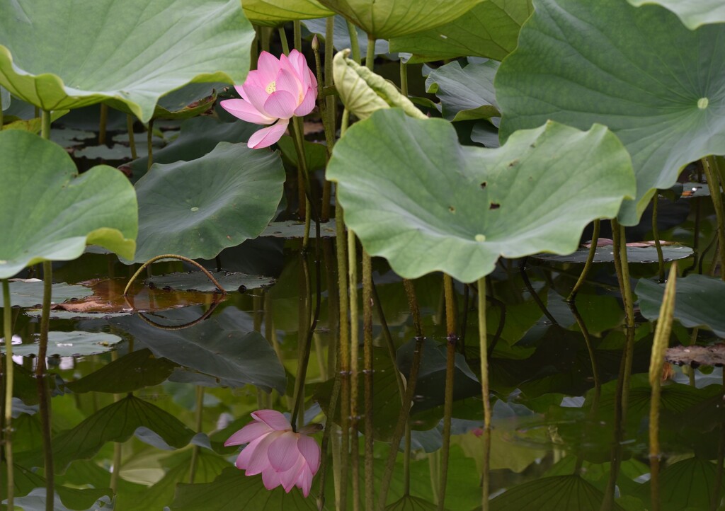 蓮池のナルシスト