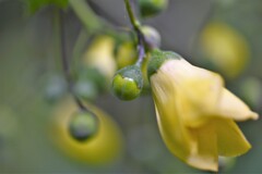 キレンゲショウマⅡ