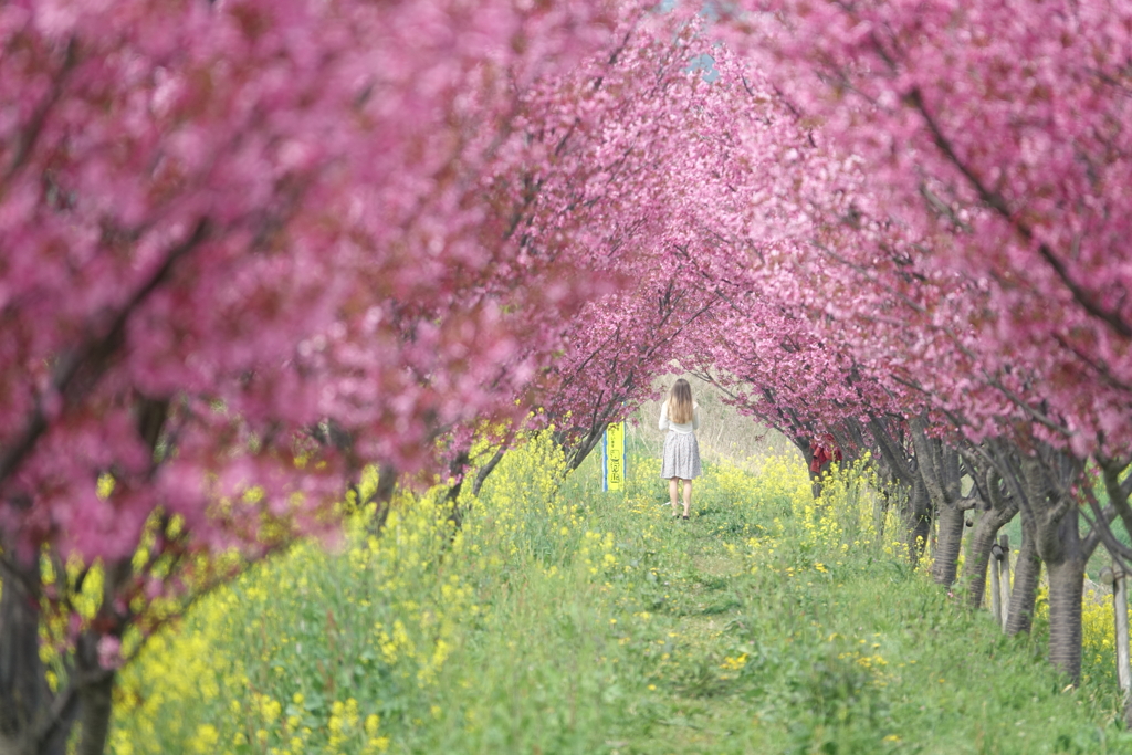 花トンネル