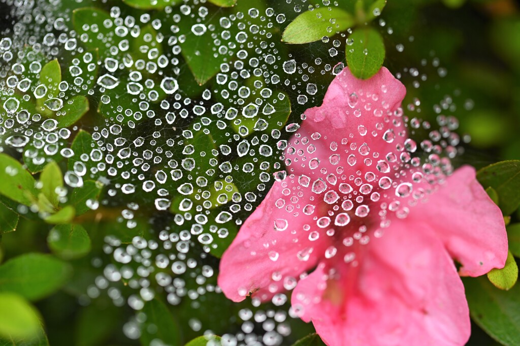 雨上がり