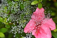 雨上がり