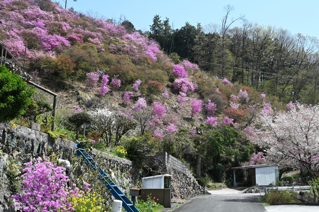 裏山