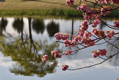 八重桜と池②