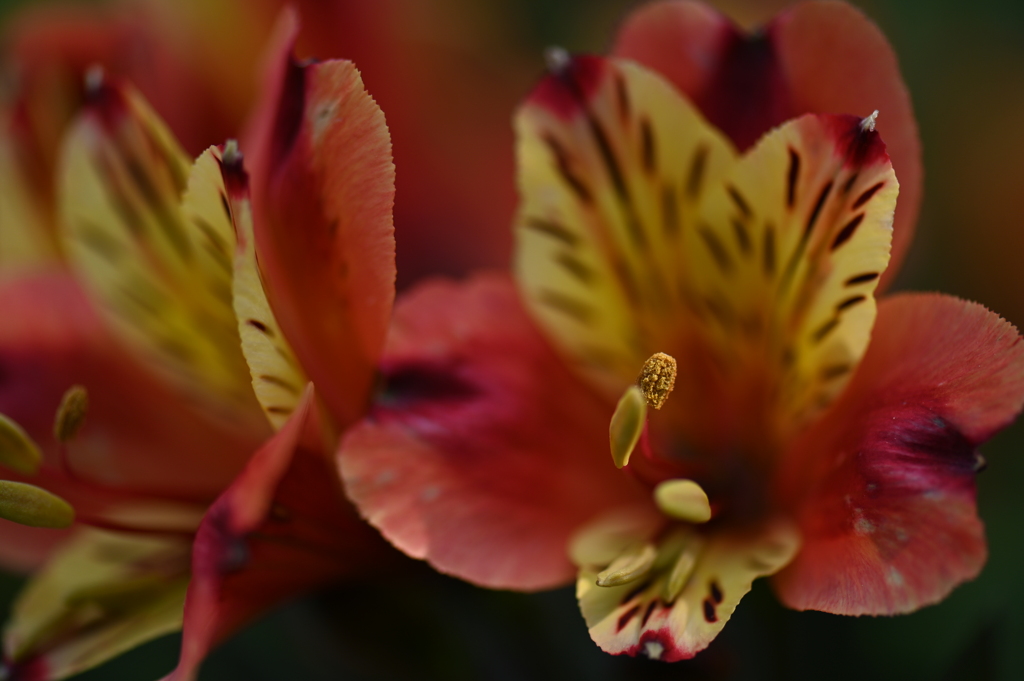 花壇に咲くⅠ