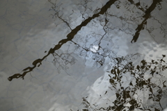 枝