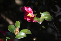 ひっそりと咲く