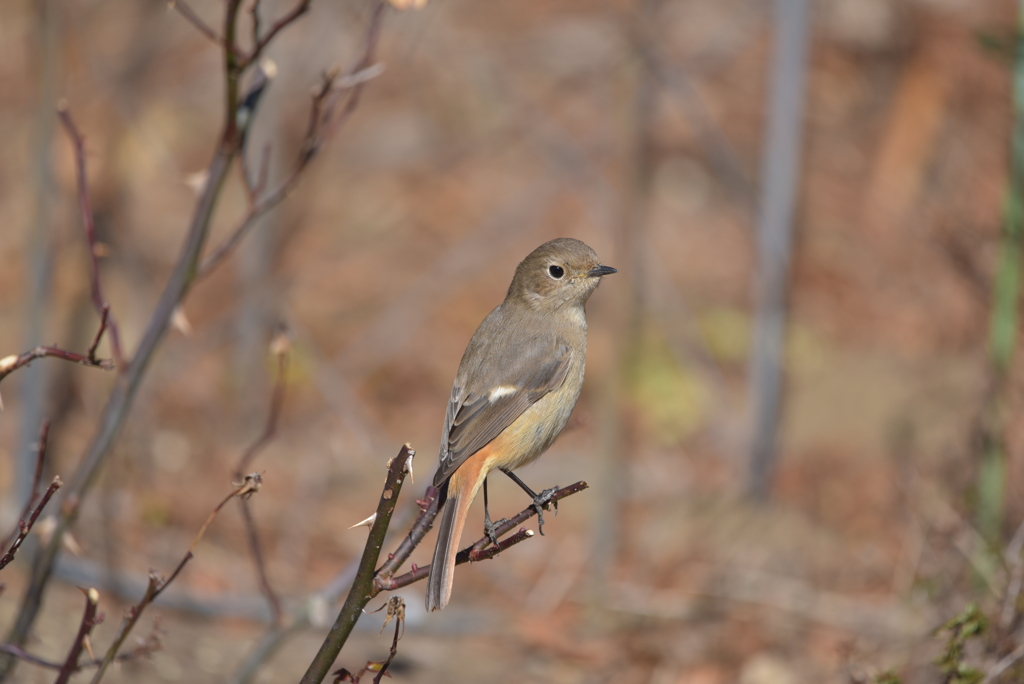 人なつっこい子