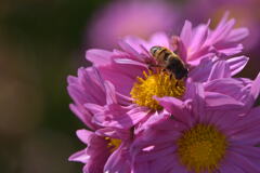 菊と蜂