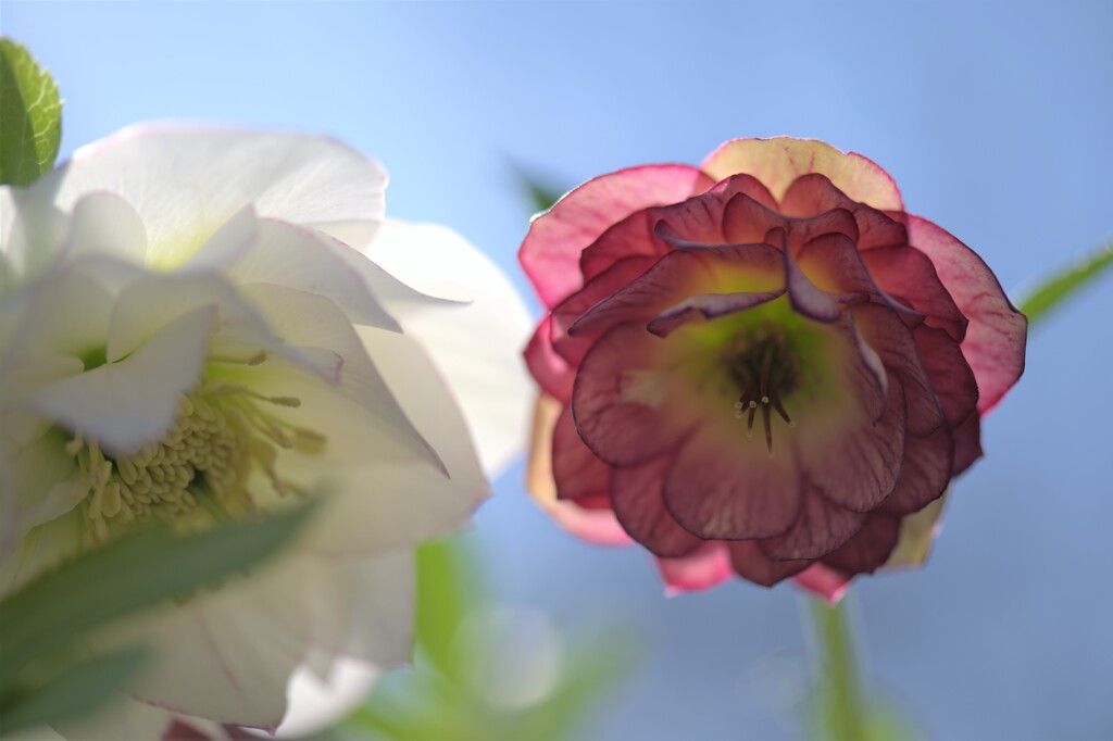 クリスマスローズ