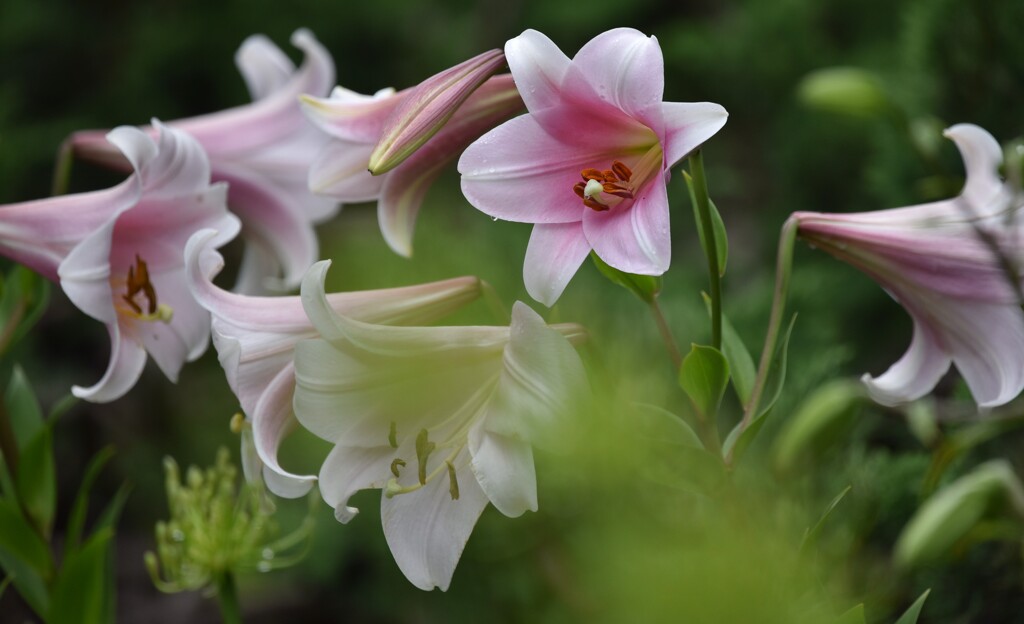 御覧の通り、、、、