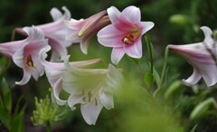 御覧の通り、、、、