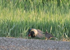農道で出会ったカップル