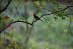 梢のシルエット