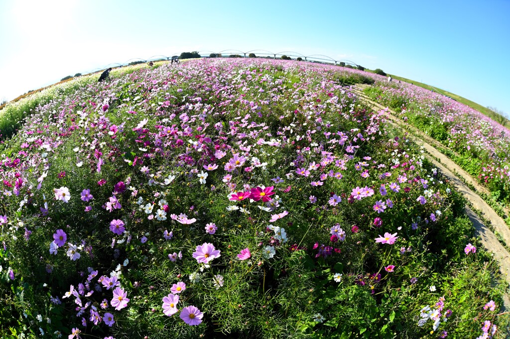 コスモスの丘？