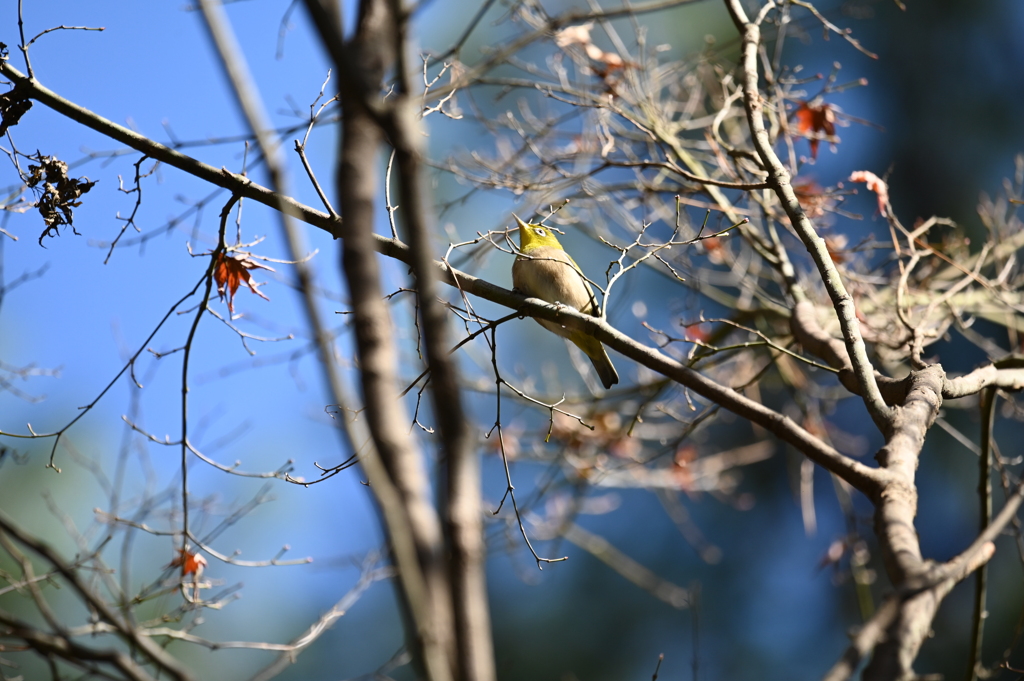 森林の出会いⅡ