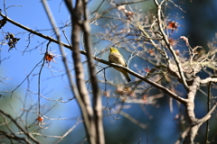 森林の出会いⅡ