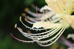 雨上がりⅡ