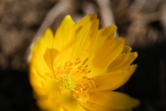春告げ花