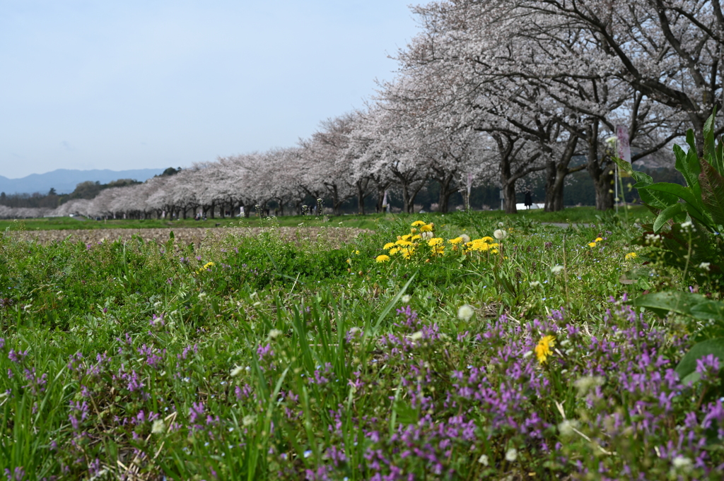 桜堤１