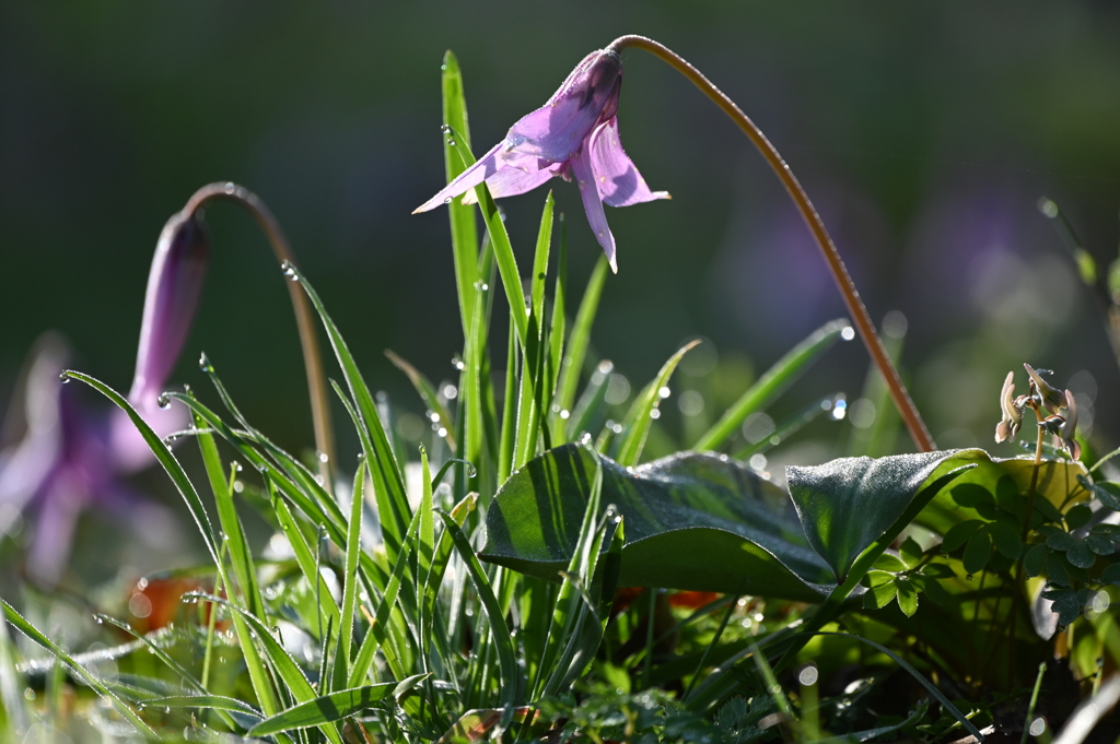 カタクリの朝