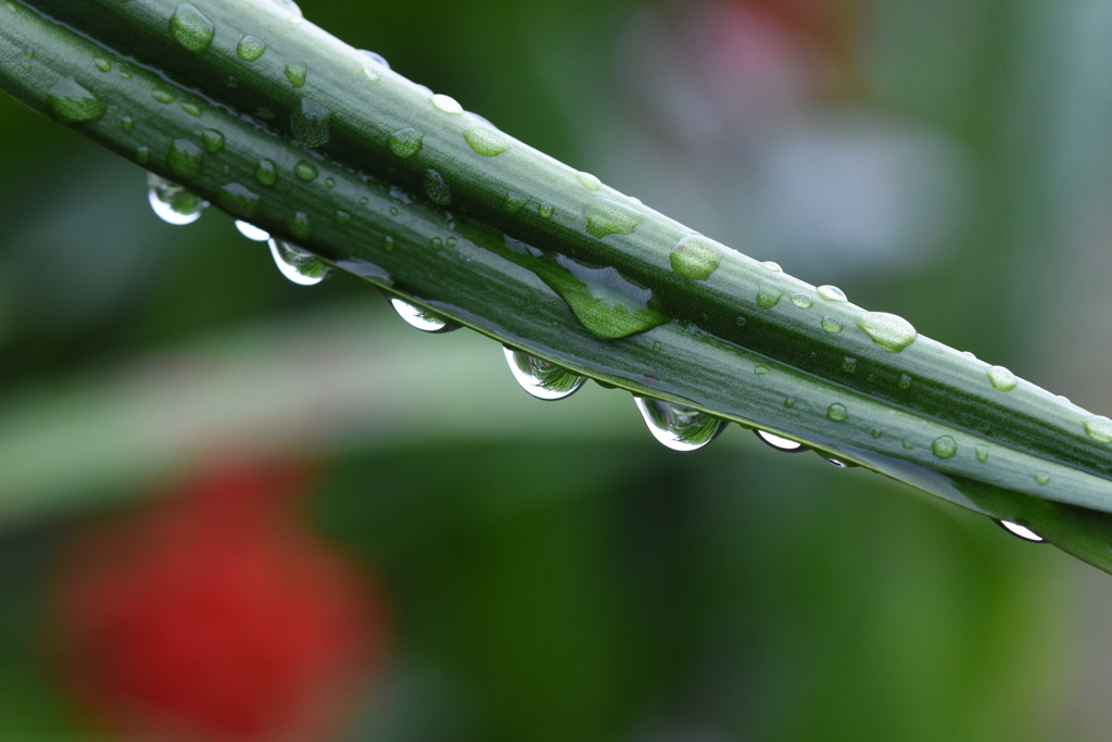梅雨を楽しむ朝