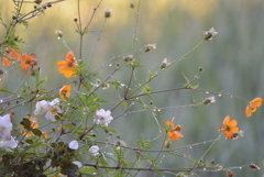 早朝の畦道でⅡ