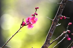 艶やか