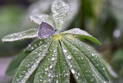 雨上がりの朝