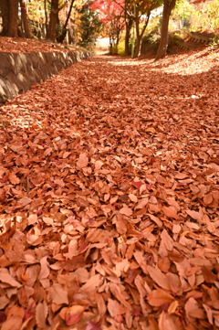 落ち葉の絨毯