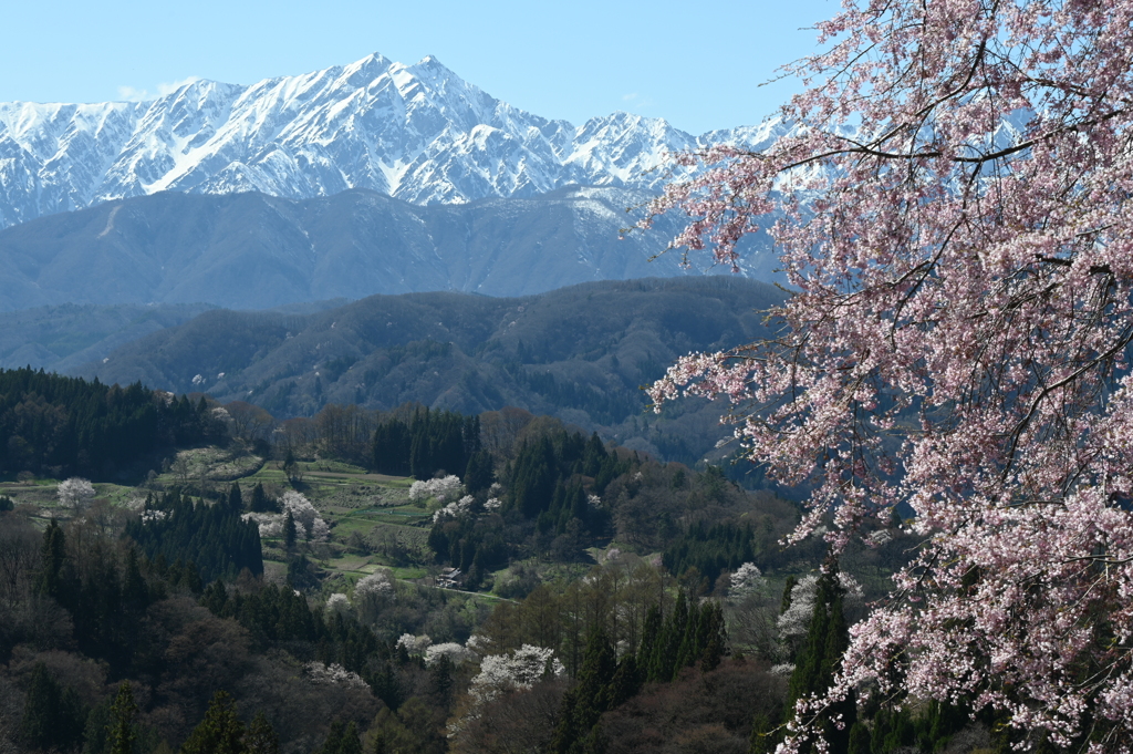桜咲く
