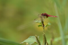 蜻蛉日和②