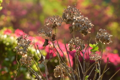 ツツジと競演するセピア色のアジサイ