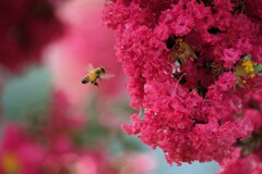 ひゃくじつこう