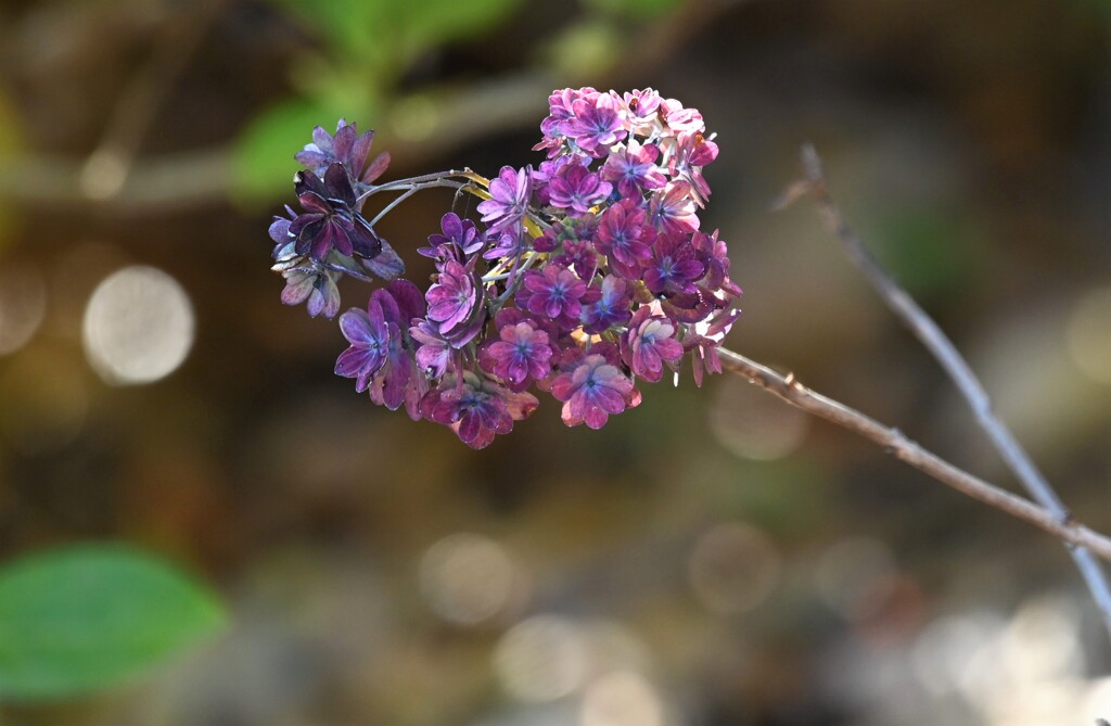冬の紫陽花