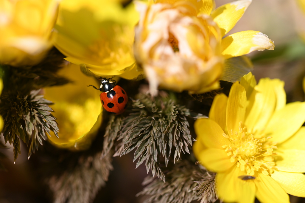 福寿草とてんとう虫