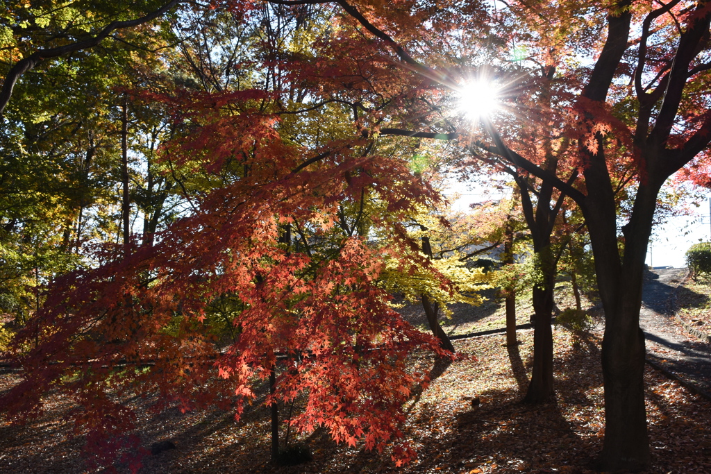 近隣公園の紅葉