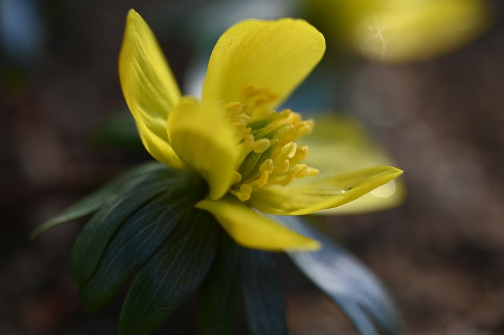 黄花セツブンソウ