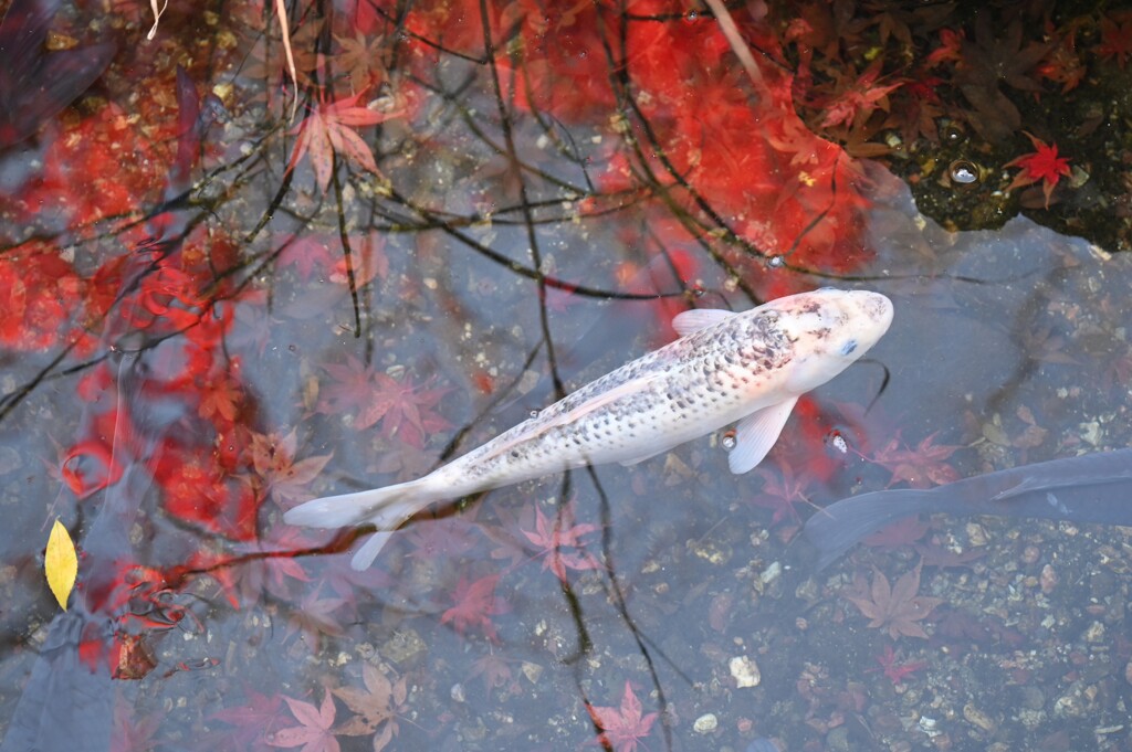池の鯉